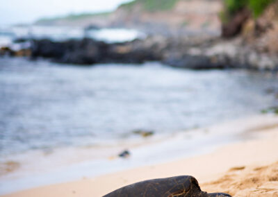 Maui Honu Turtle