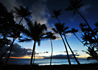 Maui Sunset Palm Trees