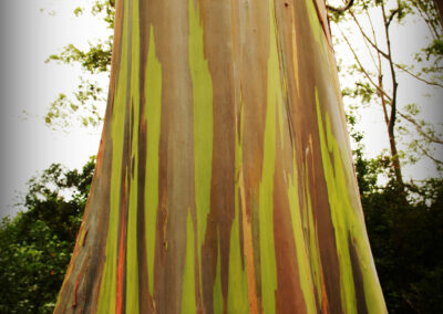 Eucalyptus Tree Maui Hawaii 2003©