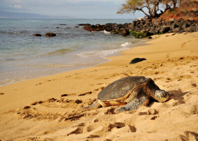 Honu / turtle on West Side Maui Sean M. Hower(c)