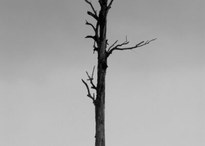 Indonesia solo tree Mentawai Islands 2000©