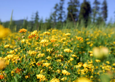Yellow Oregon Flowers