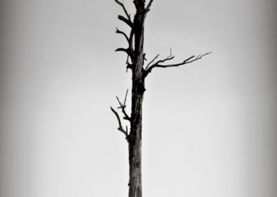 Solo Tree Mentawai Islands Indonesia 35mm Black & White Film 2001©